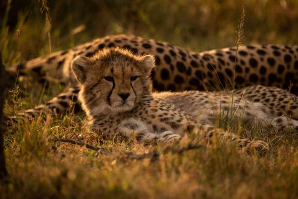 Close Backlit Cheetah Cub Mother — Stock Photo, Image