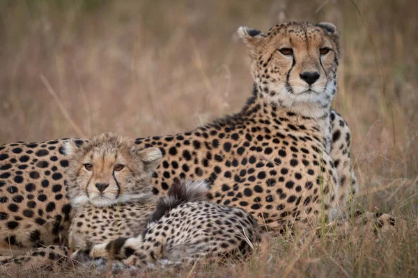 Detail Gepard Mládě Savannah — Stock fotografie