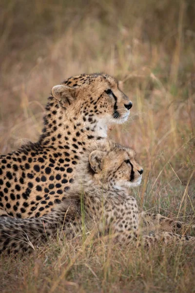 Närbild Cheetah Och Cub Liggande Tillsammans — Stockfoto