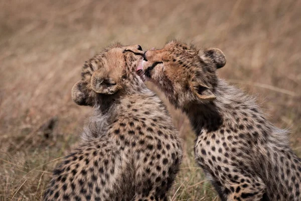 Close Van Cheetah Cub Likken Van Haar Broer Zus — Stockfoto