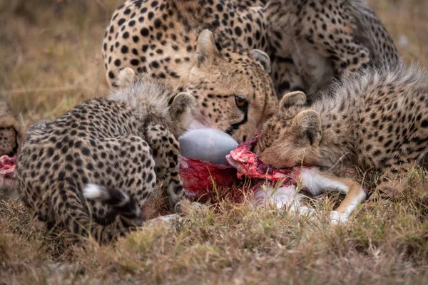 Close Chita Filhotes Comendo Matar — Fotografia de Stock
