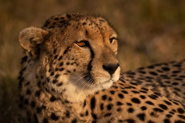 Close Van Cheetah Baadt Het Gouden Licht — Stockfoto