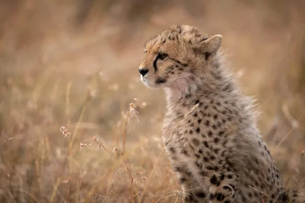 Çita Yavrusunun Çimenlerde Oturduğu Yakın Plan — Stok fotoğraf