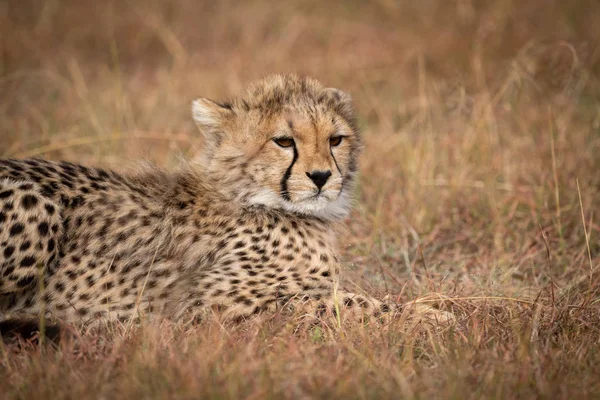 Close Cheetah Cub Lying Grass — Stock Photo, Image