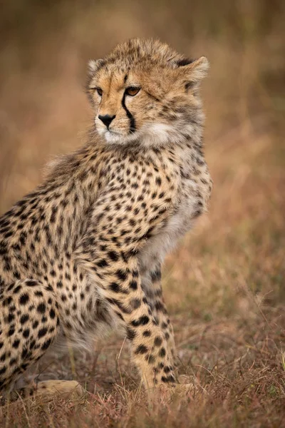 Close Cheetah Cub Sitting Grassland — Stock Photo, Image