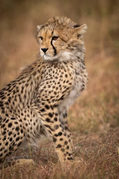 Gros Plan Petit Guépard Assis Dans Les Prairies — Photo