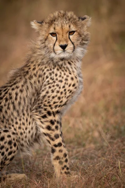 Close Cheetah Cub Sitting Savannah — Stock Photo, Image