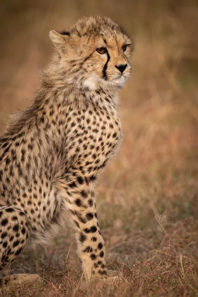 Gros Plan Petit Guépard Assis Sur Herbe — Photo