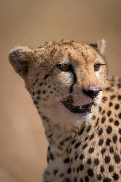 Close Van Cheetah Gezicht Gekleurd Met Bloed — Stockfoto