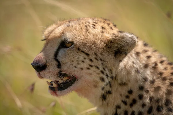 Närbild Cheetah Huvud Med Blodiga Munnen — Stockfoto