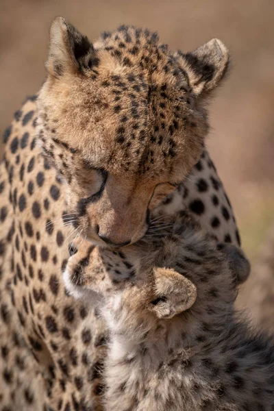 Gros Plan Guépard Toilettant Visage Petit — Photo