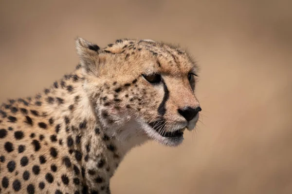 Närbild Cheetah Huvud Med Blodiga Ansikte — Stockfoto