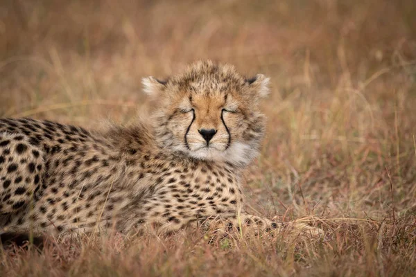 Close Cheetah Cub Eyes Closed — Stock Photo, Image