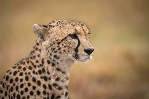 Close Cheetah Rain Facing Right — Stock Photo, Image