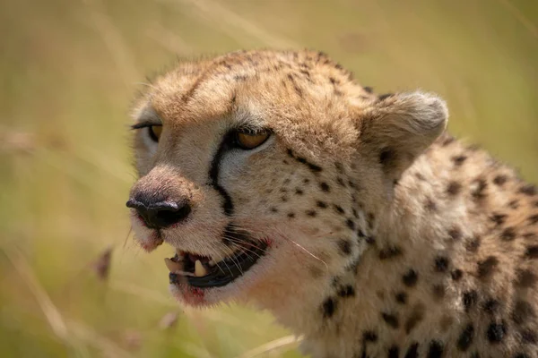 Close Van Cheetah Hoofd Met Bloed Bevlekte Mond — Stockfoto