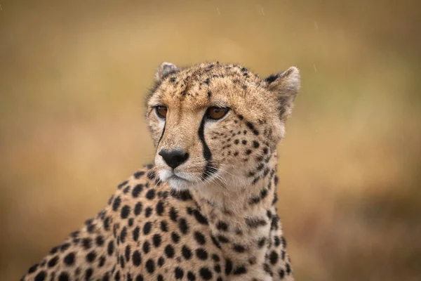 Close Voor Cheetah Regen Geconfronteerd Met Links — Stockfoto