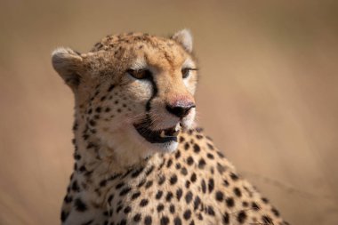 Kanlı ağzıyla oturan cheetah Close-up