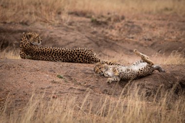 Yavru höyükte Anne rulo
