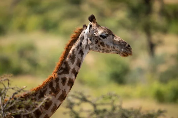 Gros Plan Tête Girafe Masai Dessus Des Branches — Photo