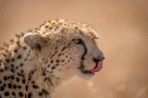 Nahaufnahme Von Geparden Die Blut Von Den Lippen Lecken — Stockfoto