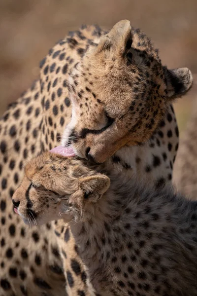 Gros Plan Guépard Dans Ourson Léchant Soleil — Photo