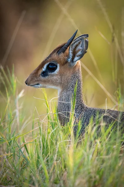 Primer Plano Kirk Dik Dik Escondido Hierba — Foto de Stock