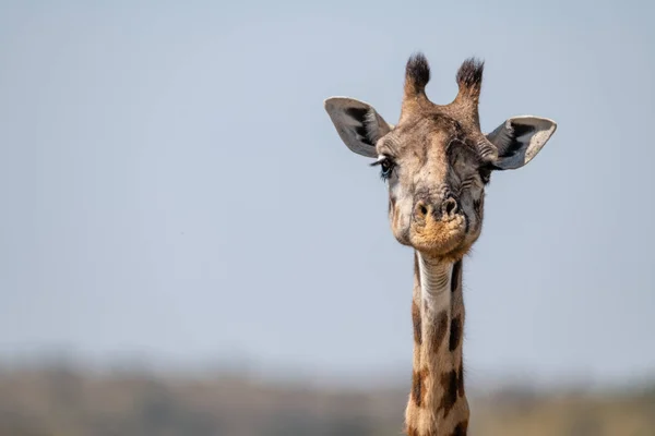Gros Plan Masai Girafe Face Caméra — Photo