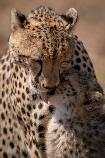 Gros Plan Guépard Léchant Visage Petit — Photo