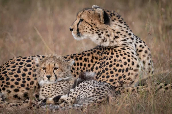 Close Cheetah Looking Back Cub — Stock Photo, Image