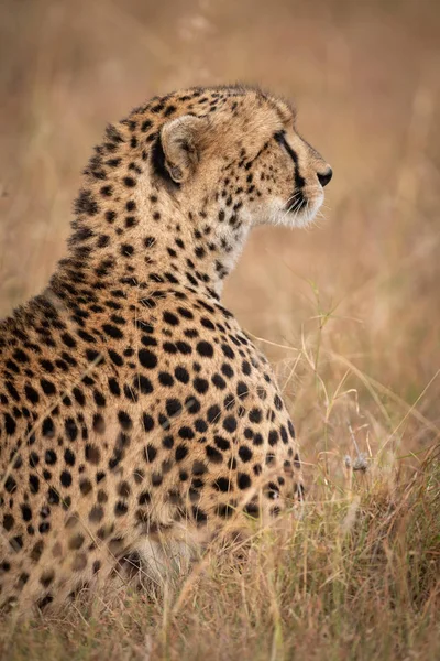 Close Cheetah Lying Dry Grass — Stock Photo, Image