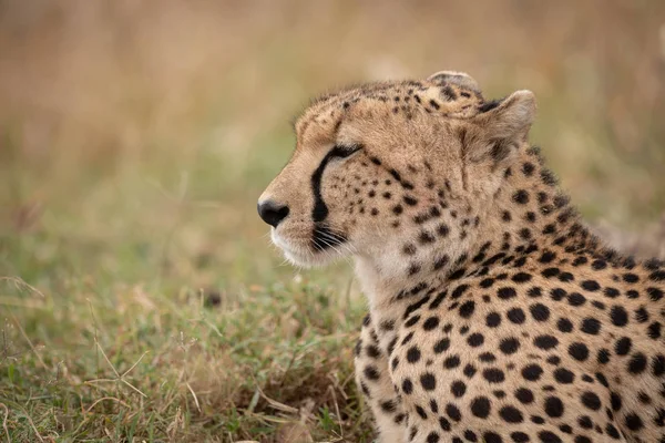 Gros Plan Guépard Regardant Vers Avenir Sur Herbe — Photo