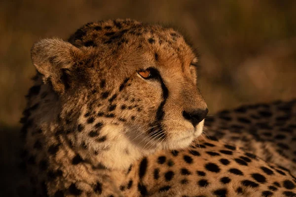 Close Van Cheetah Liggen Zonsondergang Licht — Stockfoto