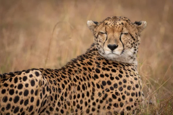 Close Cheetah Lying Eyes Closed — Stock Photo, Image
