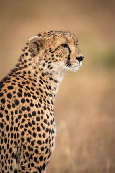 Gros Plan Guépard Assis Regarder Dans Herbe — Photo