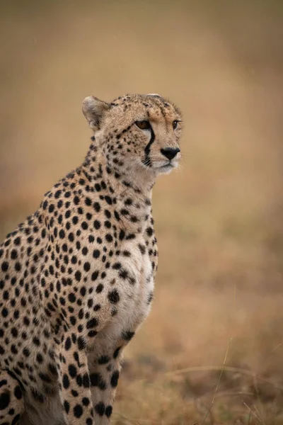 Close Cheetah Sitting Staring Grassland — Stock Photo, Image