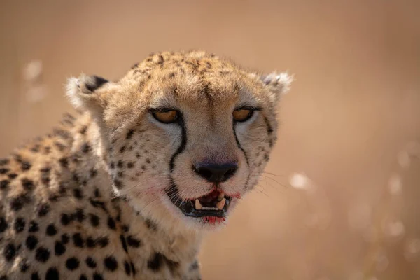 Närbild Gepard Sitter Med Blodiga Läppar — Stockfoto
