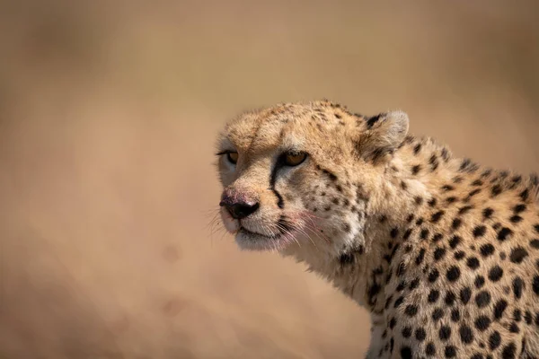Close Van Cheeta Zittend Met Bebloed Gezicht — Stockfoto