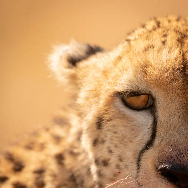 Gros Plan Moitié Gauche Visage Guépard — Photo