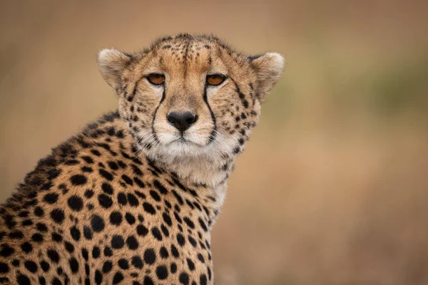 Close Cheetah Sitting Head Turned — Stock Photo, Image