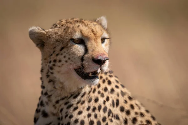 Close Van Cheetah Zitten Met Het Bloedige Mond — Stockfoto
