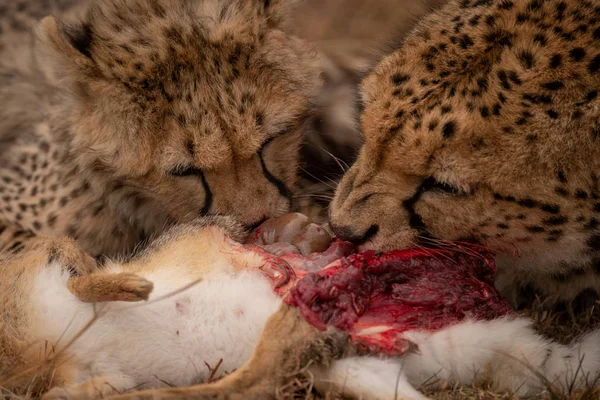 Close Van Cheetah Met Welp Eten Van Haas — Stockfoto