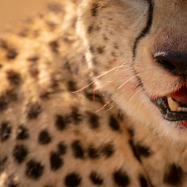 Close-up of left quarter of cheetah face