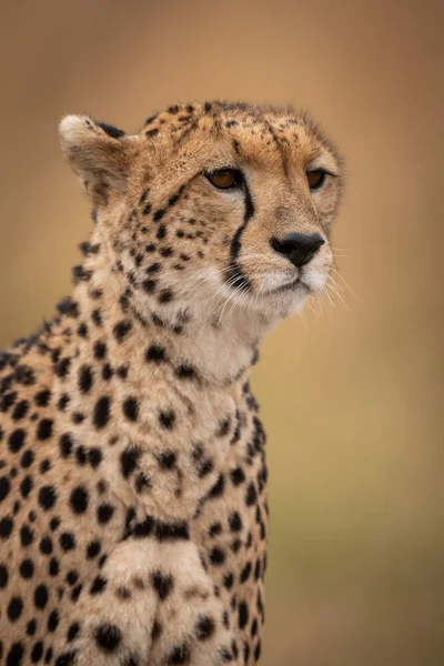 Bir Dişi Çita Ağzını Açık Bir Ağaç Gölgesinde Oturmuş Kameraya — Stok fotoğraf