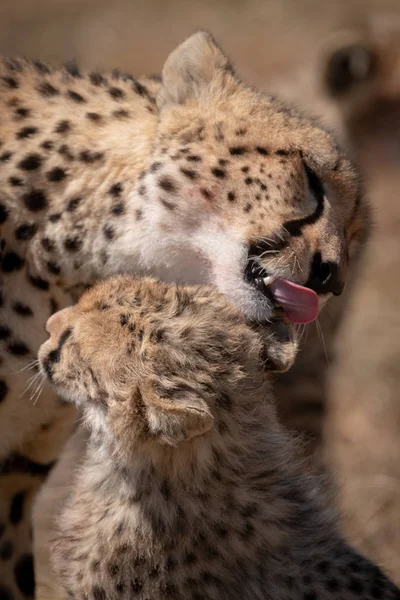 Gros Plan Ourson Léché Par Guépard — Photo