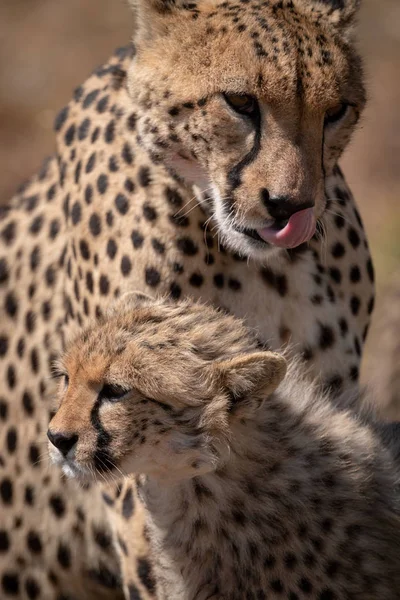 Close Van Cheetah Met Cub Likken Van Lippen — Stockfoto