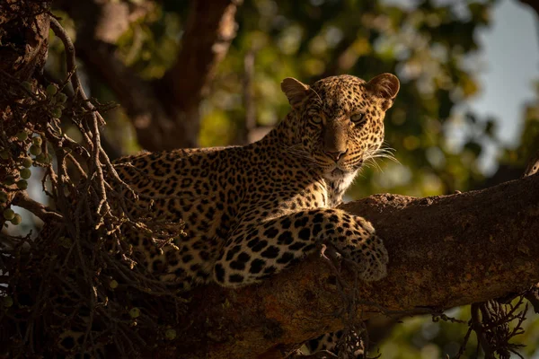 Primer Plano Del Leopardo Acostado Rama Cuidadosamente — Foto de Stock