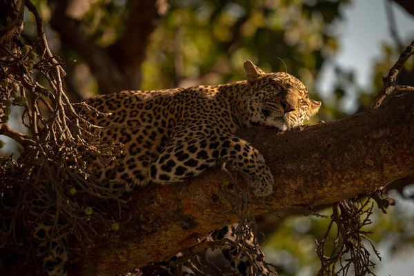 Nærbillede Leopard Liggende Gren Sovende - Stock-foto