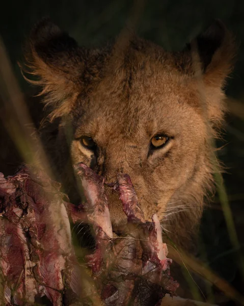 Close-up of lion with catchlight eating ribs