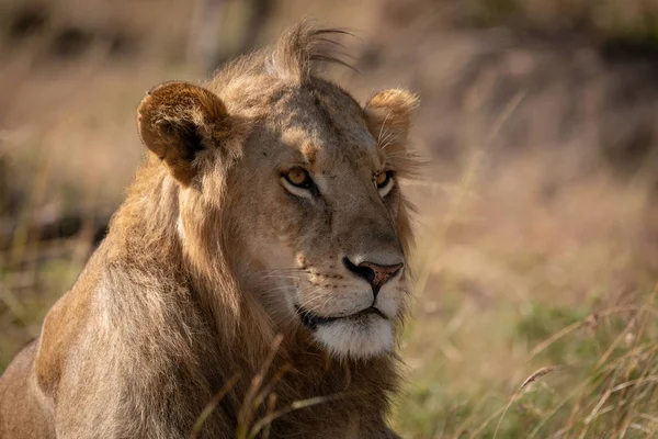 Γκρο Πλαν Του Αρσενικό Λιοντάρι Στο Μουσκεμένο Γρασίδι — Φωτογραφία Αρχείου