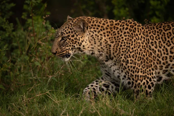 Close Van Leopard Lopen Door Lang Gras — Stockfoto